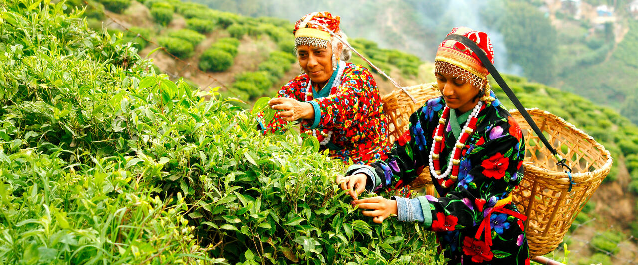 Indien - Tea Time in Assam, Darjeeling und Sikkim Indien - Tea Time in Assam, Darjeeling und Sikkim