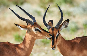 Namibia - Atemberaubende Weite