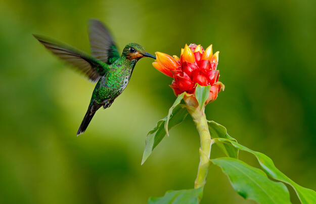 Costa Rica ─ Wandern im grünen Paradies Costa Rica ─ Wandern im grünen Paradies