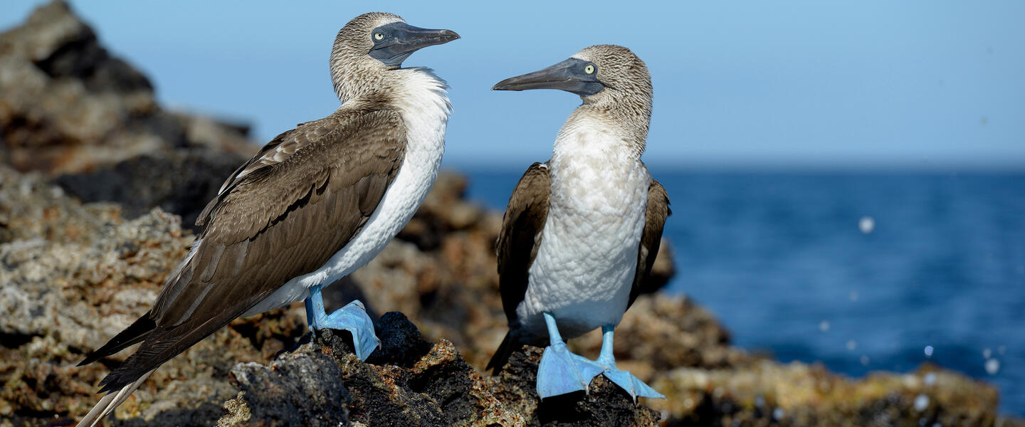 Ecuador und Galápagos zum Kennenlernen