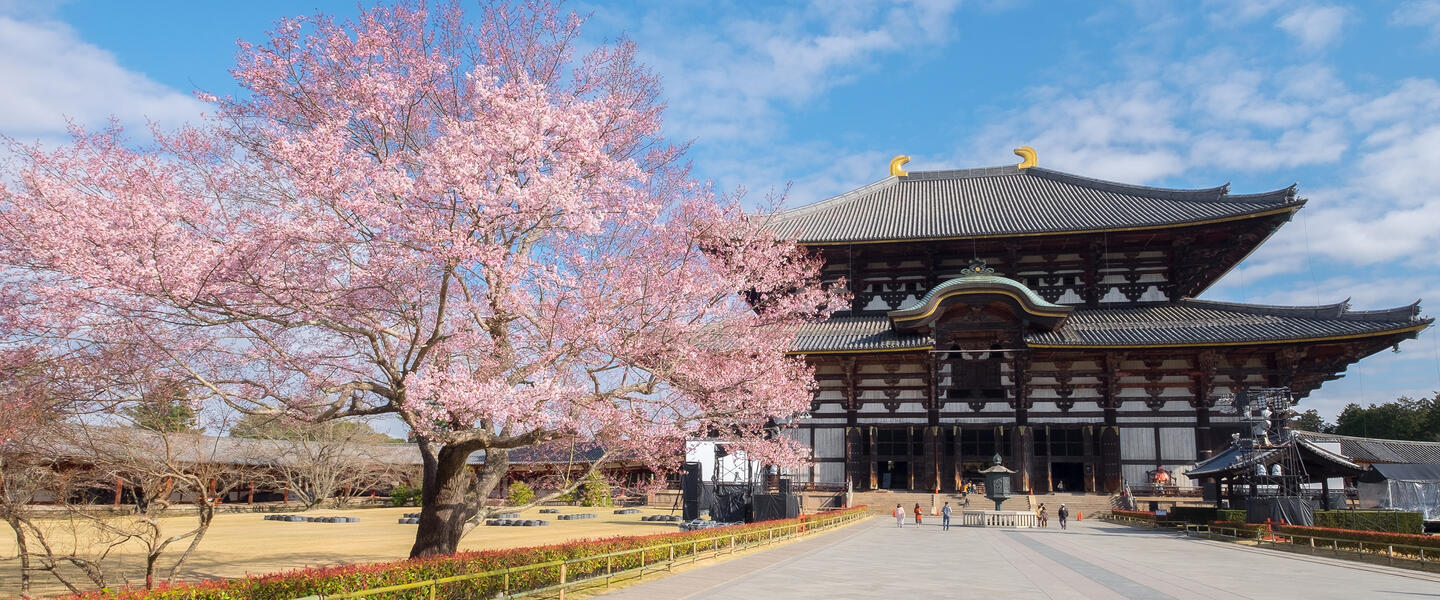 Japan - Sakura, Sushi und Sake