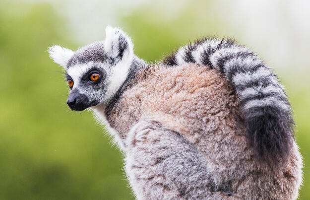 Madagaskar - Lemuren und Meer Madagaskar - Lemuren und Meer
