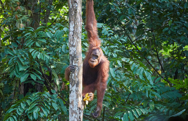 Naturparadies Borneo Naturparadies Borneo