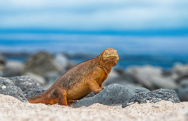 Peru und Ecuador - von Machu Picchu zu den Galápagos-Inseln Peru und Ecuador - von Machu Picchu zu den Galápagos-Inseln
