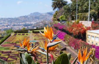 Blumeninsel Madeira