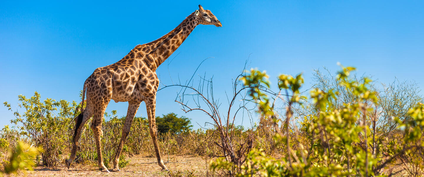 Südliches Afrika - Grenzenloses Naturparadies