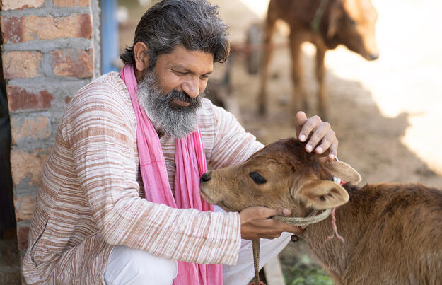 Indien ─ wo die Kühe heilig sind Indien ─ wo die Kühe heilig sind