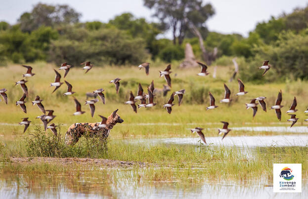 Botswana und Simbabwe - donnernder Rauch und Okavango-Delta Botswana und Simbabwe - donnernder Rauch und Okavango-Delta