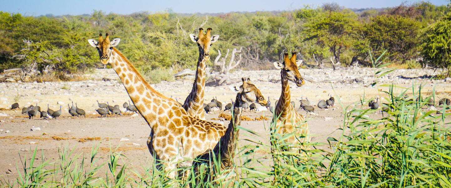 Namibia ausführlich entdecken für Selbstfahrer