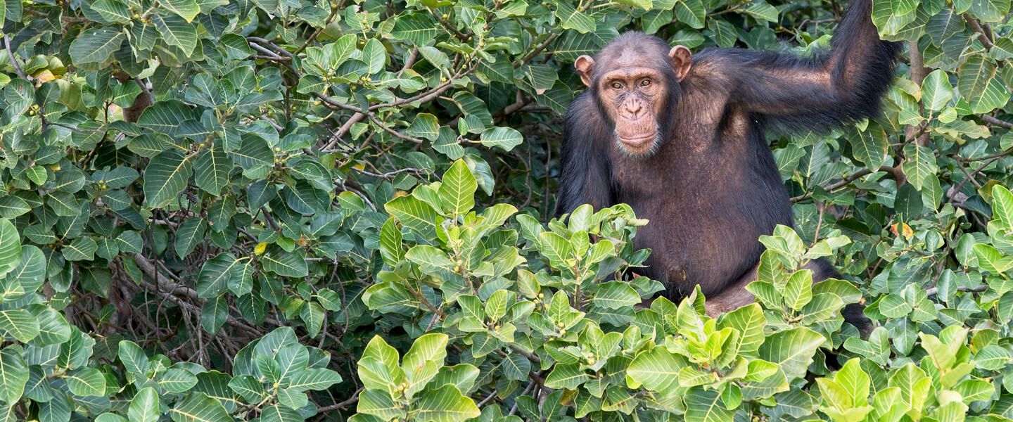 Gambia privat entdecken